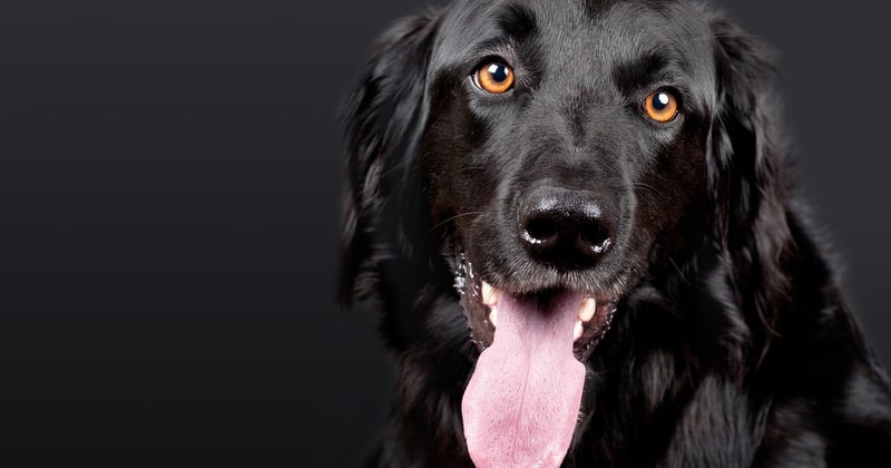 Tarif chien détecteur punaise de lit : combien ça coûte vraiment ?