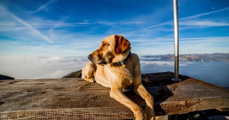 Acheter un chien détecteur de punaises de lit : une fausse bonne idée ?