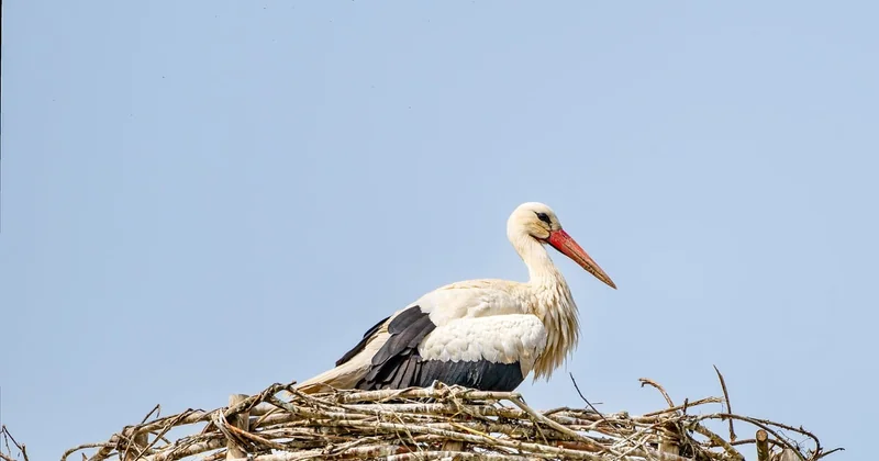 Oisillon mésange tombé du nid : que faire vraiment ?