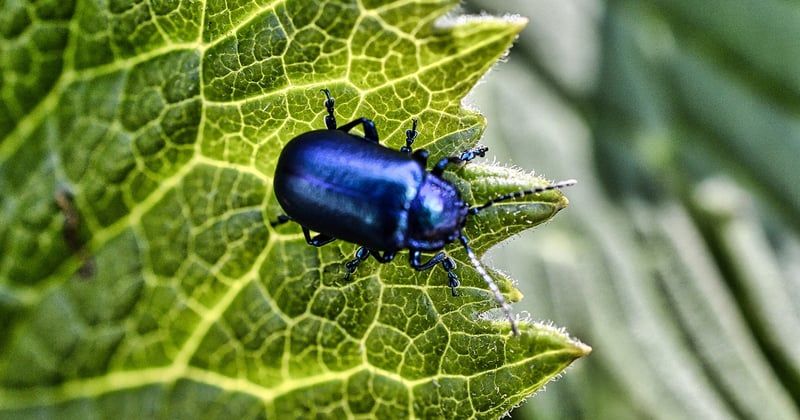Traitement pour blattes : la méthode qui les élimine vraiment