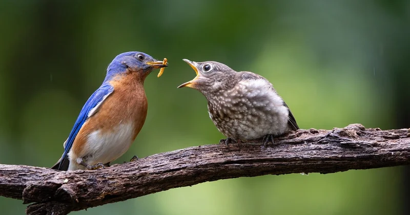Oisillon mésange nourriture : ce qui marche et ce qui tue