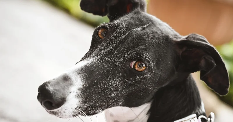 Quelle est la fiabilité de la détection canine des punaises de lit ?