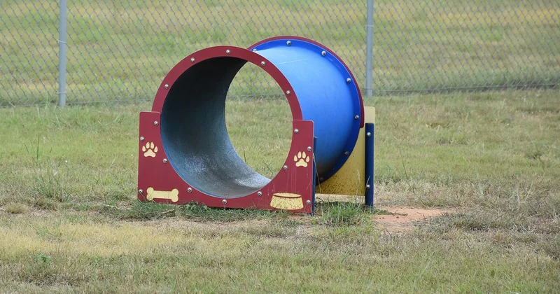 La formation d’un chien détecteur de punaises de lit : ce que ça implique