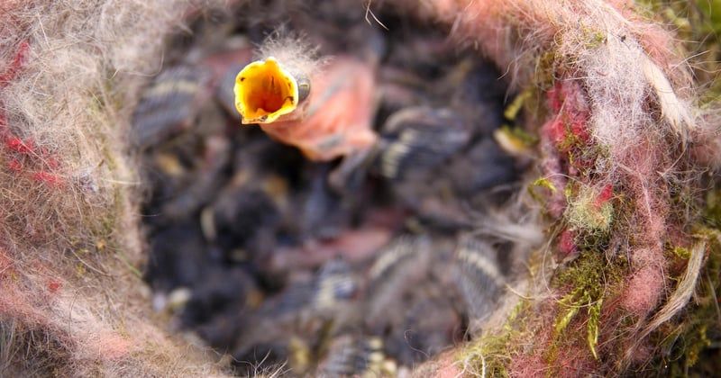 Oisillon mésange : le guide essentiel pour le reconnaître et l'aider