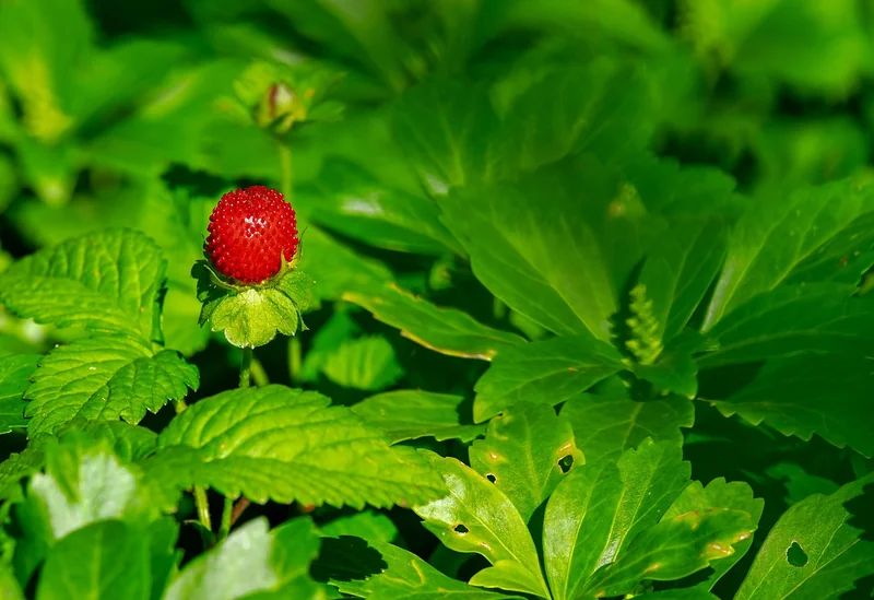 Les erreurs qui tuent vos fraisiers (et comment les éviter)
