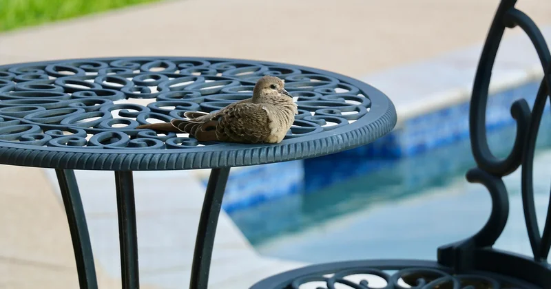 Combien coûte un camouflage de piscine tubulaire ?